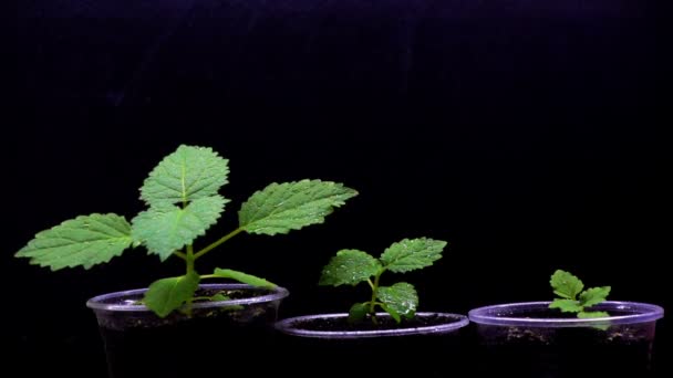 植物の水遣り ポット スローモーションでスローモーション桐芽 — ストック動画