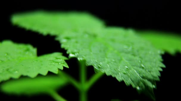 Drenken Paulownia Zaailingen Een Plant Kwekerij Slow Motion Paulownia Stronk — Stockvideo