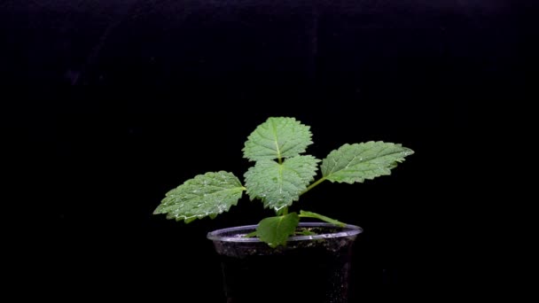 在植物苗圃中浇水的波鲁尼亚幼苗 年轻的波罗尼亚树苗在苗圃视频 — 图库视频影像