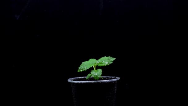 Öntözés Paulownia Palánták Növény Óvoda Fiatal Paulownia Facsemeték Óvodai Videó — Stock videók