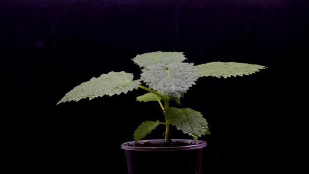 Πότισμα Σπορόφυτα Ένα Φυτό Φυτώριο Νεαρά Παπάκια Στο Νηπιαγωγείο Βίντεο — Αρχείο Βίντεο