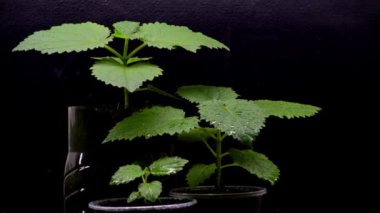 Bir bitki fidanı paulownia fide sulama. Kreş video 4k genç paulownia fidan. 