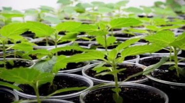 Bir bitki fidanı paulownia fide sulama. Kreş video 4k genç paulownia fidan. 