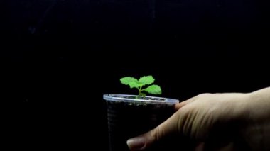 Paulownia fidevideo dosyaları koleksiyonu. İnsan el farklı yaş fide değişiklikleri, 4k video.