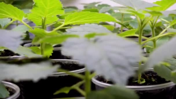 Riego Plántulas Paulownia Vivero Plantas Joven Paulownia Arbolitos Vivero Video — Vídeos de Stock