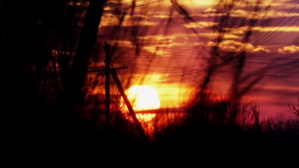木々や枝の夕焼け 木々や茂みの枝に太陽が沈む — ストック動画