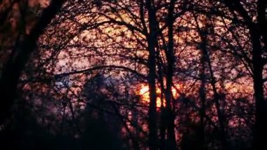 Ağaçlarda ve dallarda gün batımı. Güneş ağaçların ve çalıların dallarında battı.. 