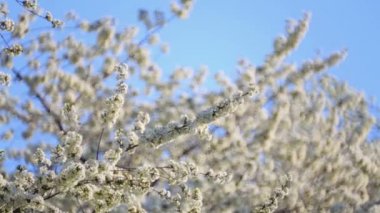 Baharda kiraz çiçekli dalları bir dizi video. İlkbaharda parkta çiçekli kiraz ağaçları.