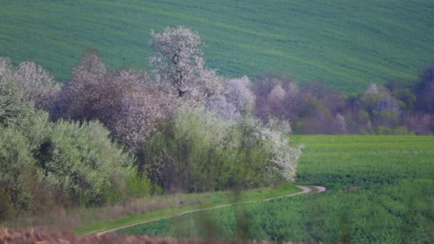 Frühlingslandschaft Mit Blühenden Bäumen Felder Und Blühende Bäume Frühling — Stockvideo