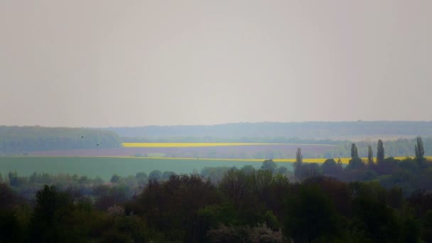 Conjunto Archivos Vídeo Que Florecen Campos Canola Campos Colza Flor — Vídeo de stock