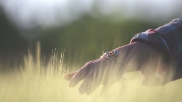 Žena Vede Ruku Přes Uši Pšenice Zblízka Rozmazaná Rozmazaná Ruka — Stock video