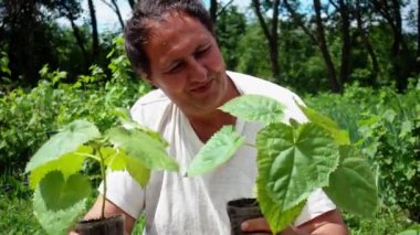 Bir adam elinde paulownia fidetutar. Bir çiftçi bir çiftlikte paulownia fidanı düşünüyor..  