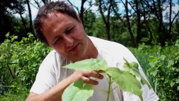 Uomo Tiene Tra Mani Piantine Paulownia Contadino Sta Considerando Alberello — Video Stock