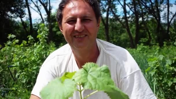 一个男人手里拿着波罗尼亚的幼苗 一位农民正在考虑在种植园里种一株波隆尼亚树苗 — 图库视频影像