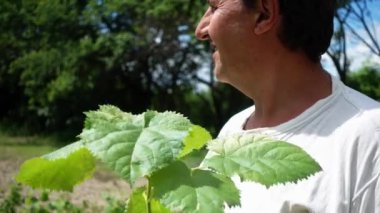 Bir adam elinde paulownia fidetutar. Bir çiftçi bir çiftlikte paulownia fidanı düşünüyor..  