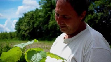 Bir adam elinde paulownia fidetutar. Bir çiftçi bir çiftlikte paulownia fidanı düşünüyor..  