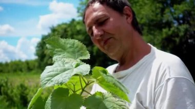 Bir adam elinde paulownia fidetutar. Bir çiftçi bir çiftlikte paulownia fidanı düşünüyor..  