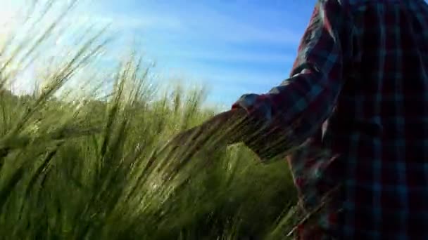 女性手部特写器抚摸着小麦的耳朵 女孩在日落在大麦的田地 抚摸玉米的耳朵 — 图库视频影像