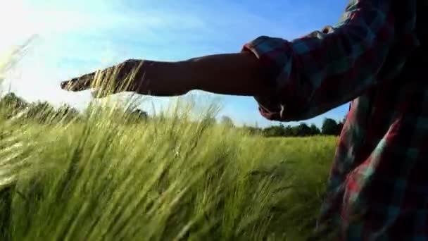 女性の手のクローズアップは 小麦の耳をストロークします トウモロコシの耳をなでる大麦畑の夕暮れ時の少女 — ストック動画