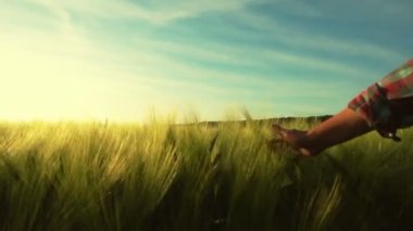 Kadın el çekim buğday kulakları vuruş. Arpa alanında gün batımında kız, yavaş hareket.  