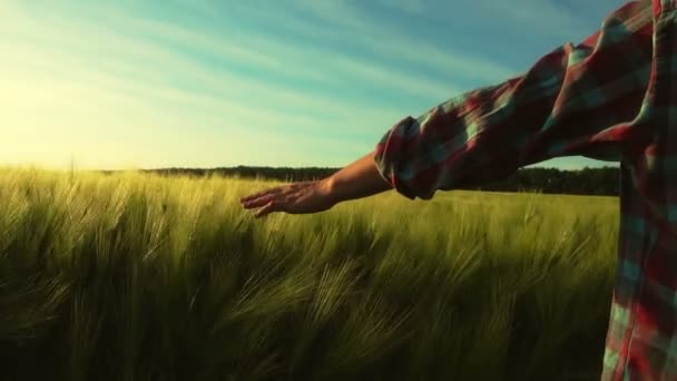 Жіноча Рука Крупним Планом Вражає Вуха Пшениці Дівчина Заході Сонця — стокове відео