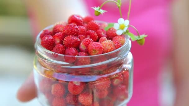 Manos Femeninas Con Fresas Cerca Chica Sosteniendo Fresas Sus Manos — Vídeo de stock