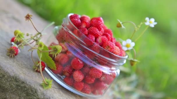 Φρούτα Του Δάσους Ώριμες Φρέσκες Φράουλες Ένα Βάζο Φράουλες Στην — Αρχείο Βίντεο