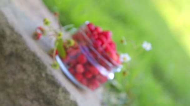 Vruchten Van Het Bos Rijpe Verse Aardbeien Een Pot Aardbeien — Stockvideo