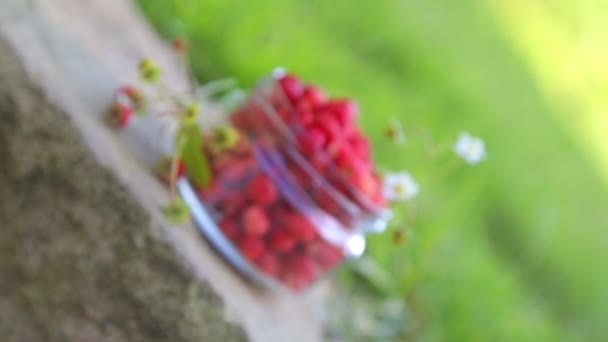 Frutti Bosco Maturano Fragole Fresche Vaso Fragole Banca Sull Erba — Video Stock