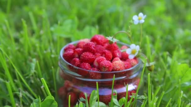 森林成熟的新鲜草莓在一个罐子里的果实 公园草地上的河岸上的草莓 — 图库视频影像
