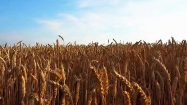 Buğday kulaklarıüzerinde görünüm hareket içinde kapatın. Bir tarlada buğday kulakları yakın. 