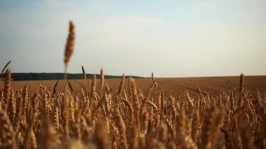 Bir buğday tarlasında hareket halinde görüntüle. Araba penceresinden hareket halindeki buğday tarlası. 