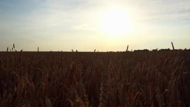 Bir Buğday Tarlasında Hareket Halinde Görüntüle Araba Penceresinden Hareket Halindeki — Stok video