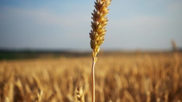 Вид Колосья Крупным Планом Пшеничные Уши Поле Вблизи — стоковое видео