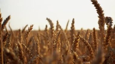 Buğday kulaklarıüzerinde görünüm hareket içinde kapatın. Bir tarlada buğday kulakları yakın. 