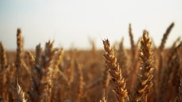 Buğday Kulaklarıüzerinde Görünüm Hareket Içinde Kapatın Bir Tarlada Buğday Kulakları — Stok video
