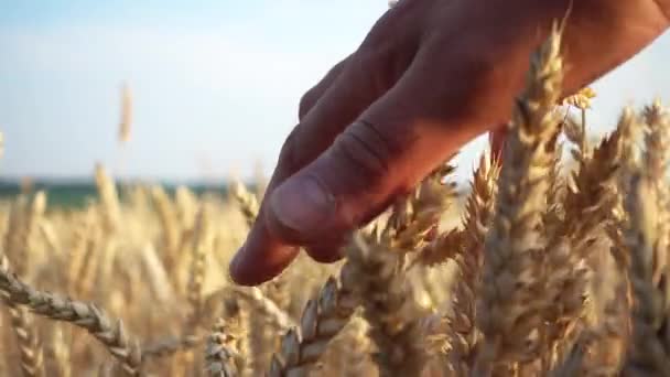 農家は小麦の入り手でクローズアップします 小麦の耳の上に男性の手を閉じる — ストック動画