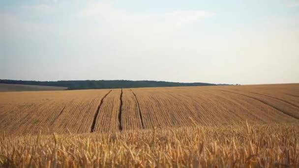 Вид Русі Пшеничному Полі Поле Пшениці Русі Вікна Автомобіля — стокове відео