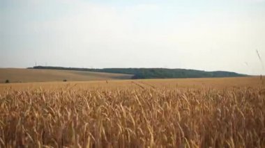 Bir buğday tarlasında hareket halinde görüntüle. Araba penceresinden hareket halindeki buğday tarlası. 