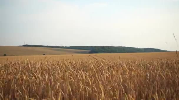 Zobrazit Pohybu Pšeničném Poli Pšenice Pohybu Okně Auta — Stock video