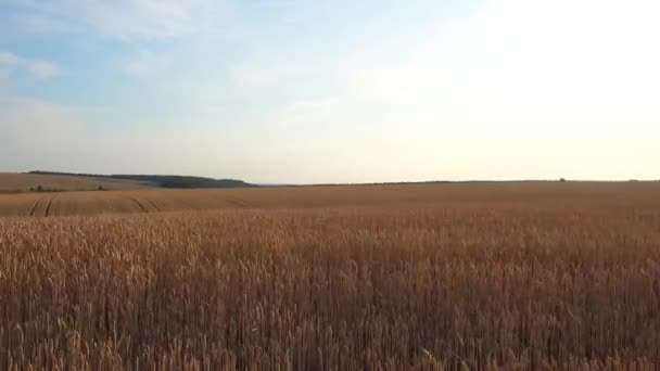 Blick Bewegung Auf Ein Weizenfeld Weizenfeld Bewegung Aus Dem Autofenster — Stockvideo