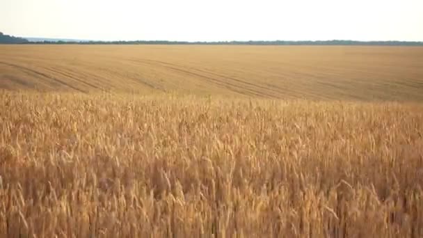 Blick Bewegung Auf Ein Weizenfeld Weizenfeld Bewegung Aus Dem Autofenster — Stockvideo