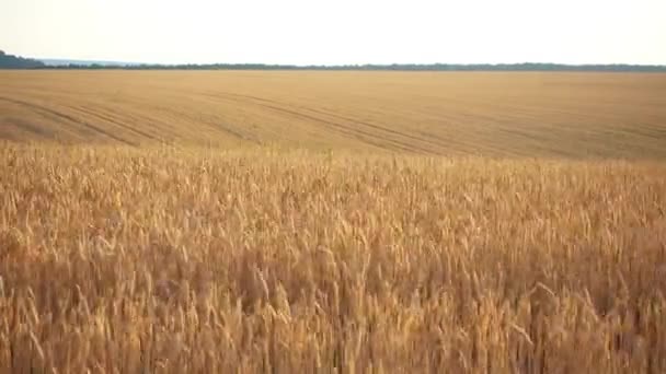 Vista Movimento Num Campo Trigo Campo Trigo Movimento Pela Janela — Vídeo de Stock