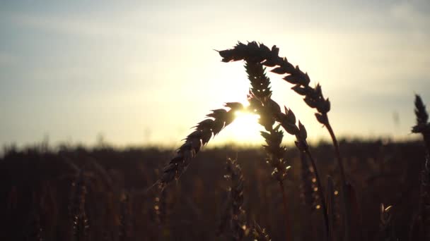 Уши Пшеницы Поле Близко Закату — стоковое видео