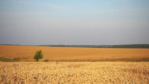 Zobacz Ruchu Polu Pszenicy Pole Pszenicy Ruchu Okna Samochodu — Wideo stockowe