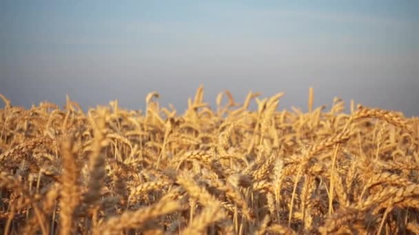 小麦畑で動いているビュー 車の窓から動いている小麦畑 — ストック動画