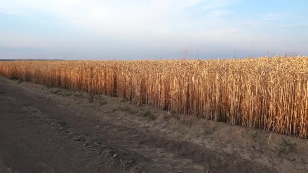 Vista Movimento Num Campo Trigo Campo Trigo Movimento Pela Janela — Vídeo de Stock