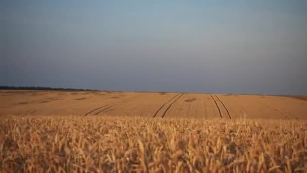 Kijk Beweging Een Tarwe Veld Tarwe Veld Beweging Uit Autoruit — Stockvideo