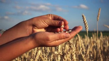 Dişi, buğdayın kulaklarını teslim etti. Çiftçi el buğday spikelet ile kapatın.