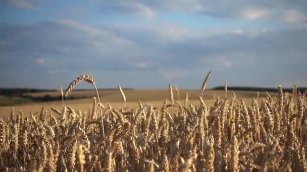 Zobrazit Pohybu Pšeničném Poli Pšenice Pohybu Okně Auta — Stock video